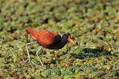 Wattled Jacana